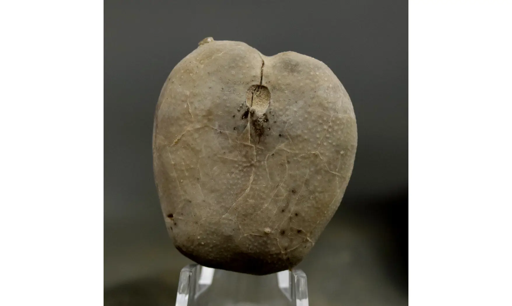 Pliotoxaster paquieri