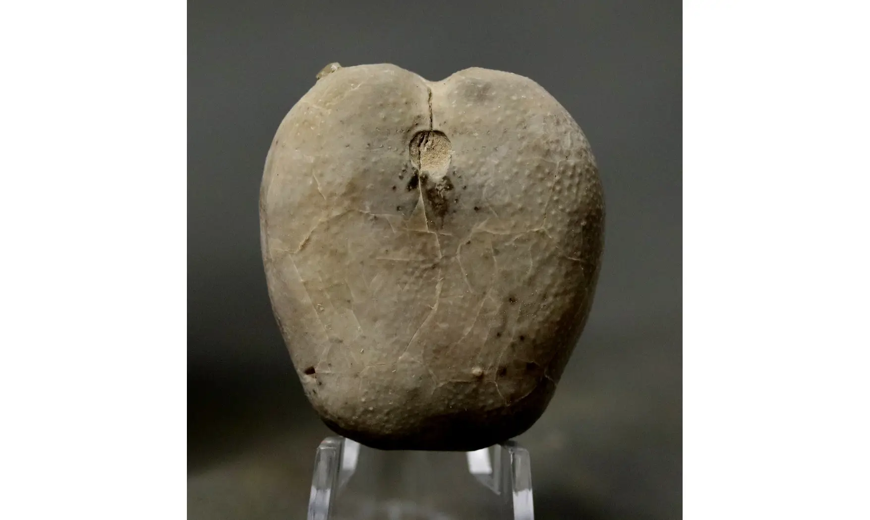 Pliotoxaster paquieri