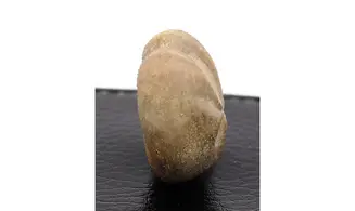 Pliotoxaster