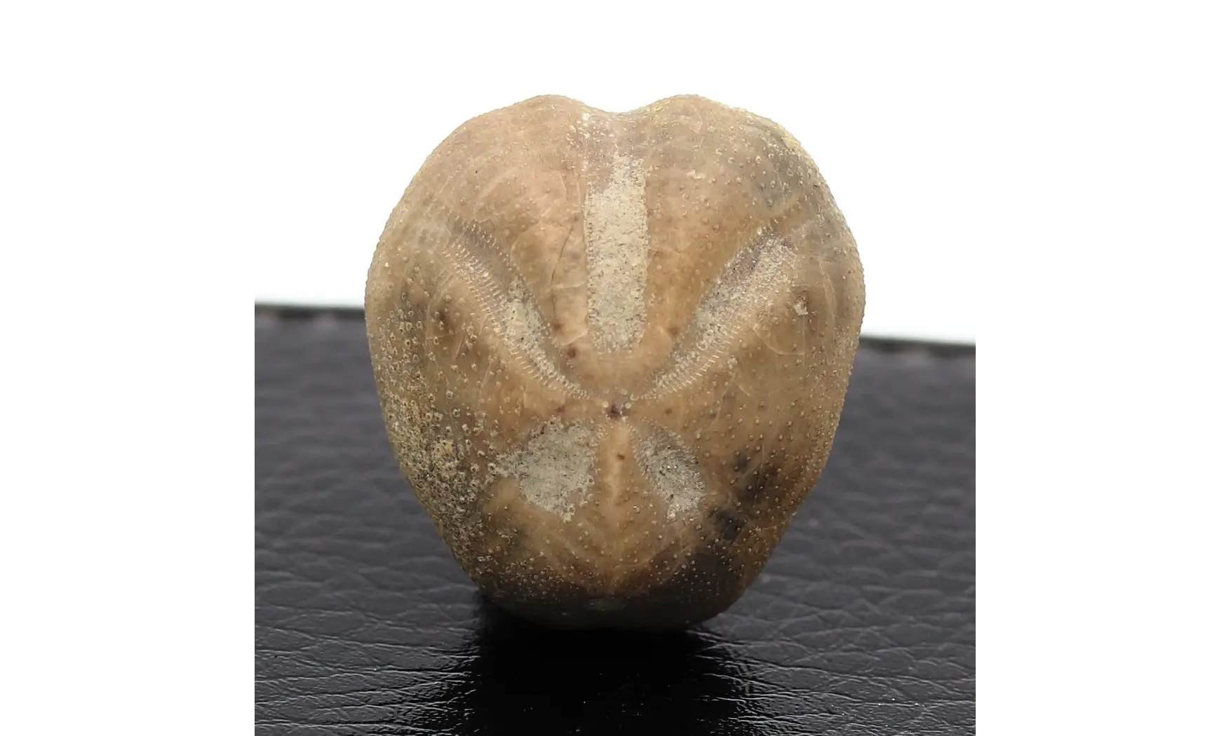 Pliotoxaster
