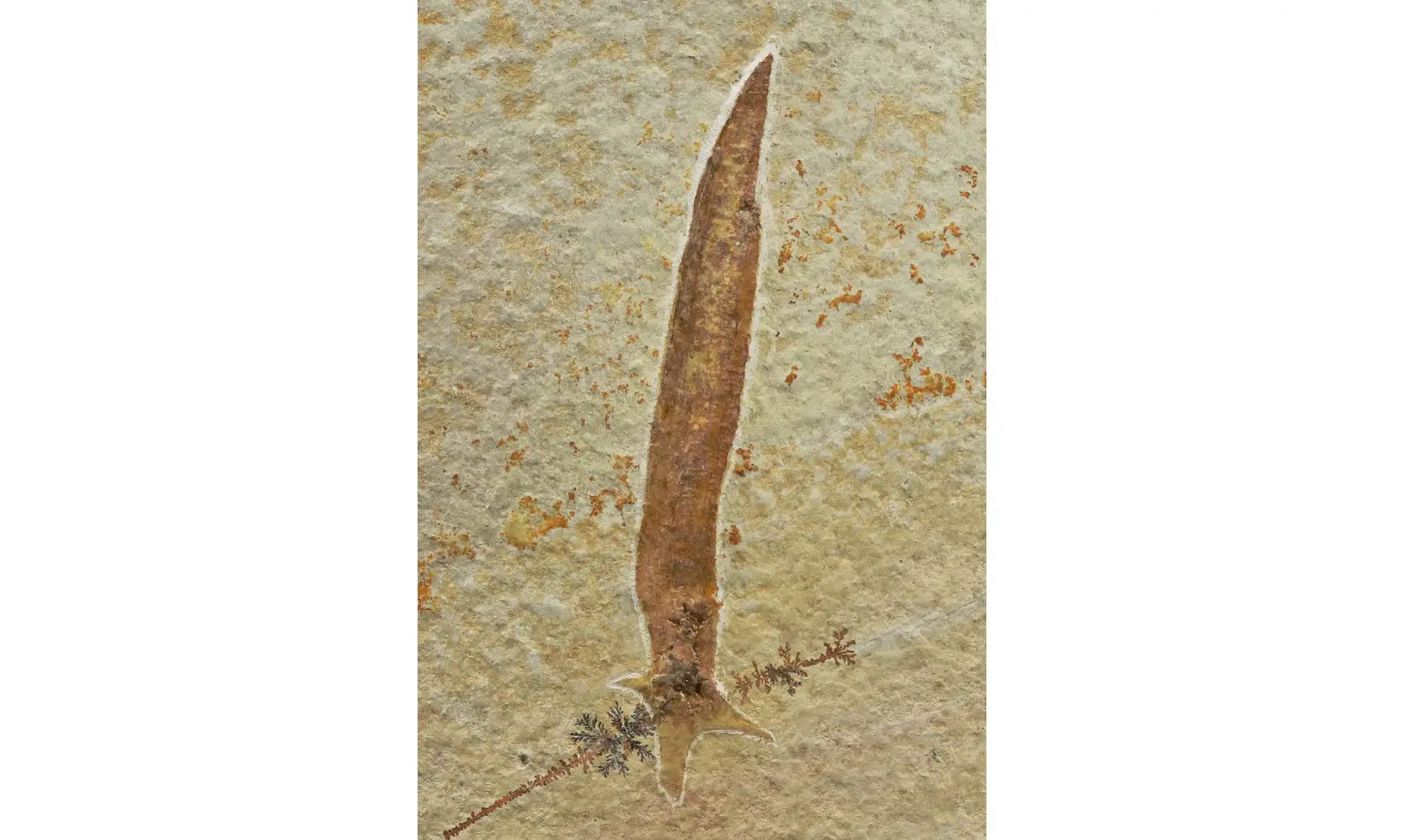 Plesioteuthis prisca