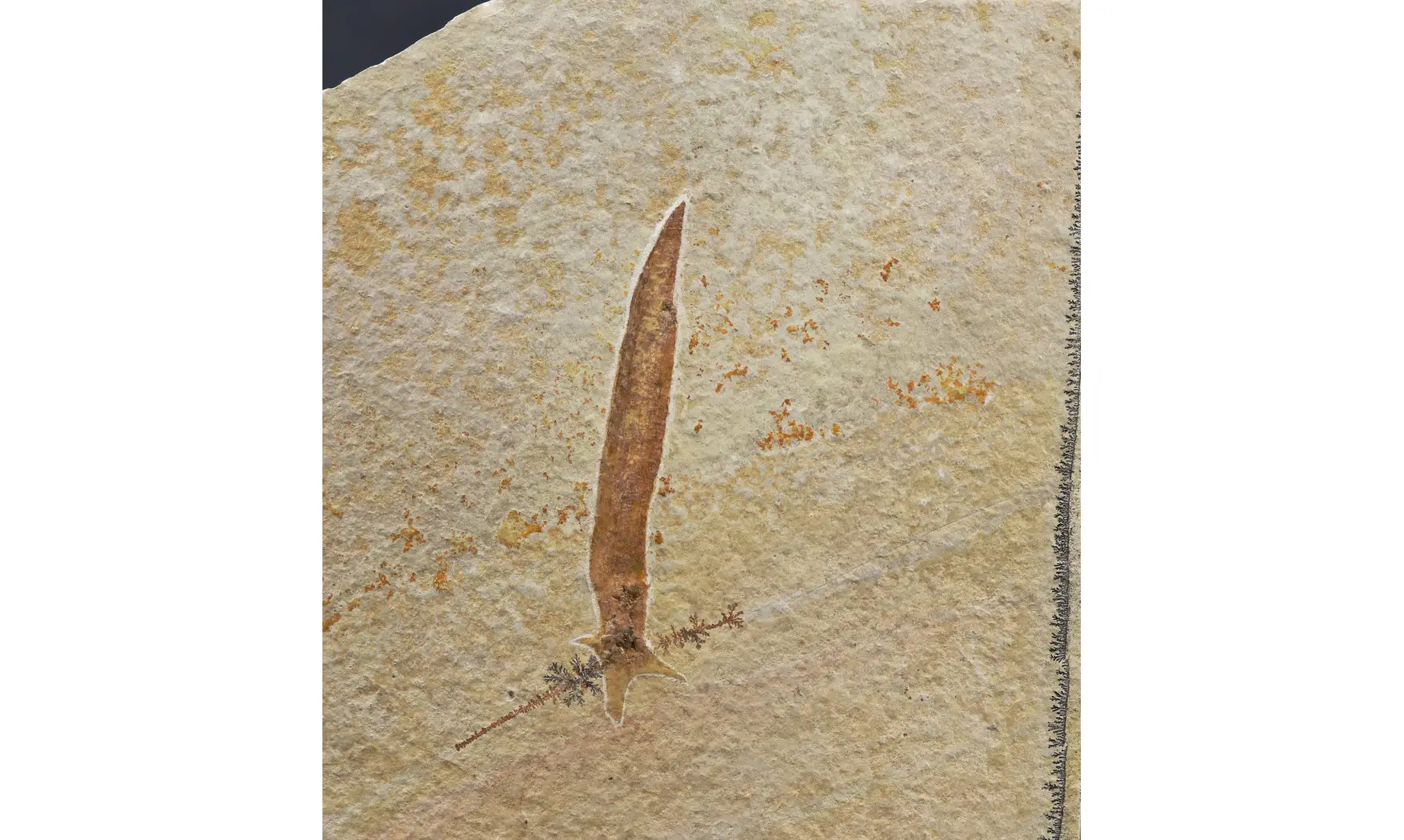 Plesioteuthis prisca