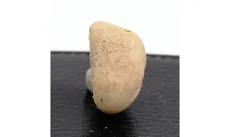Epiaster crassissimus