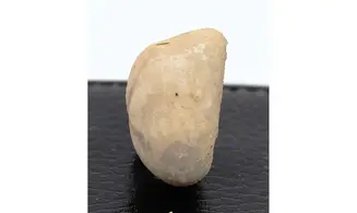 Epiaster crassissimus