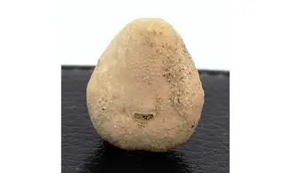 Epiaster crassissimus