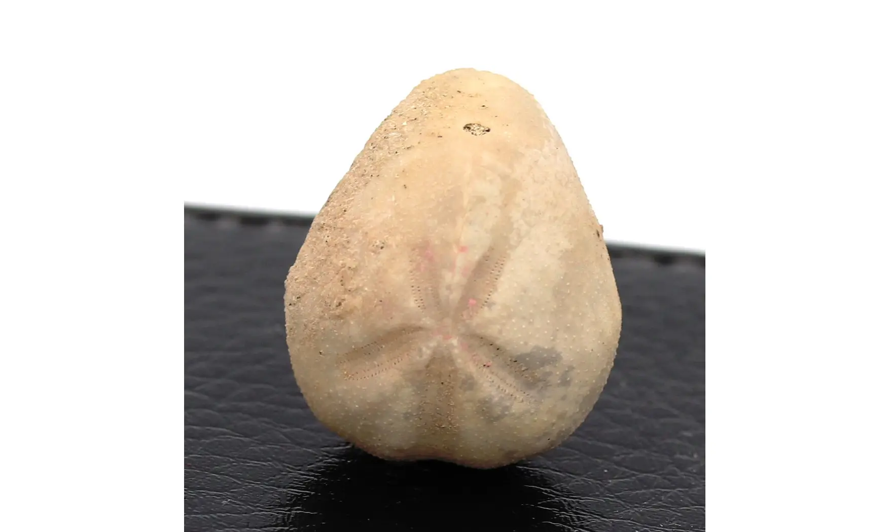 Epiaster crassissimus