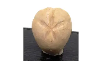 Epiaster crassissimus