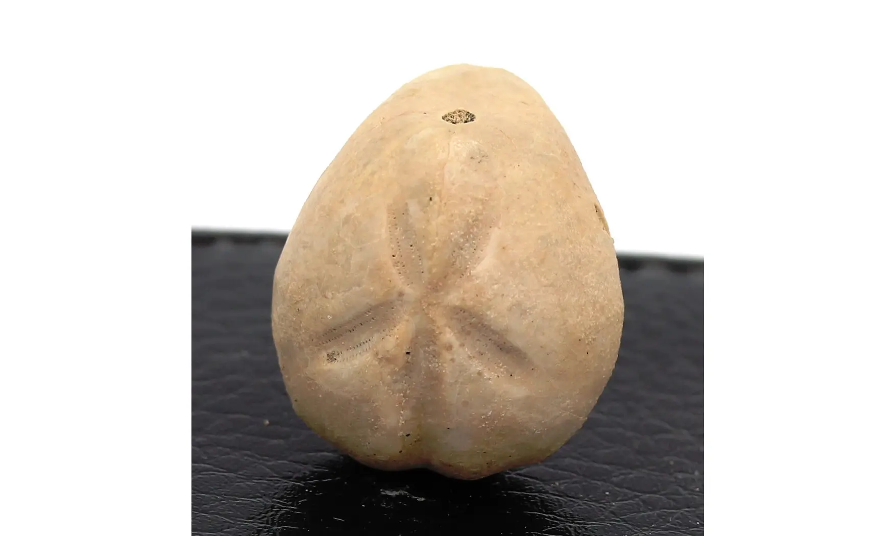 Epiaster crassissimus