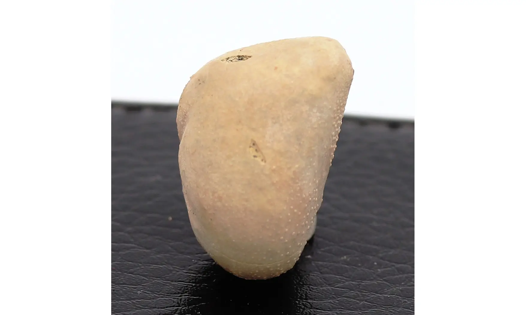 Epiaster crassissimus