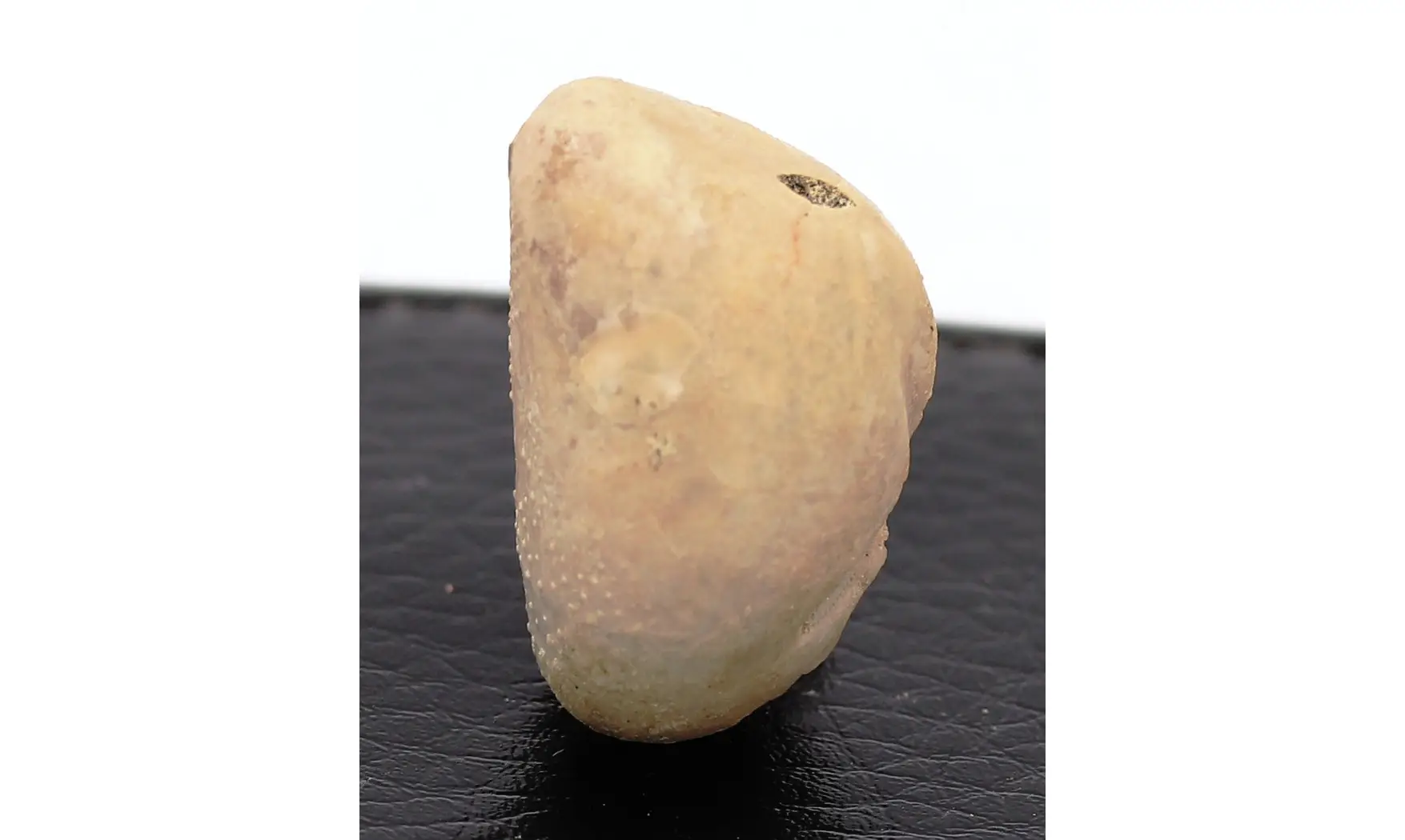 Epiaster crassissimus