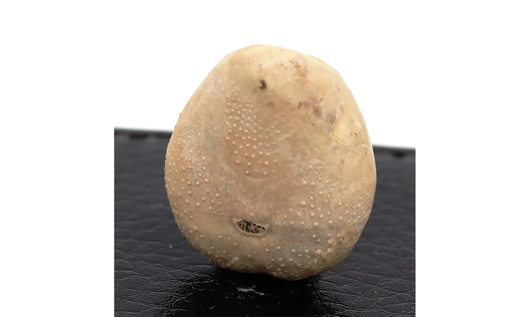 Epiaster crassissimus
