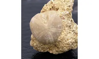 Nucleolites scutatus