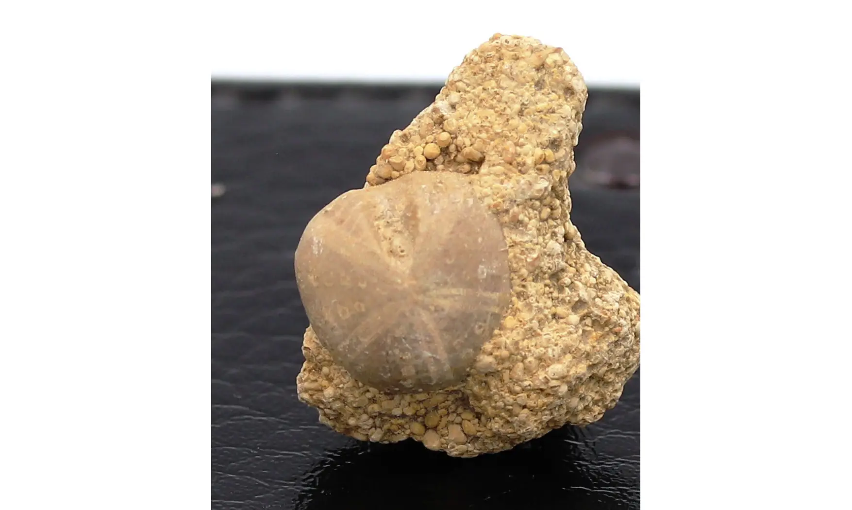 Nucleolites scutatus