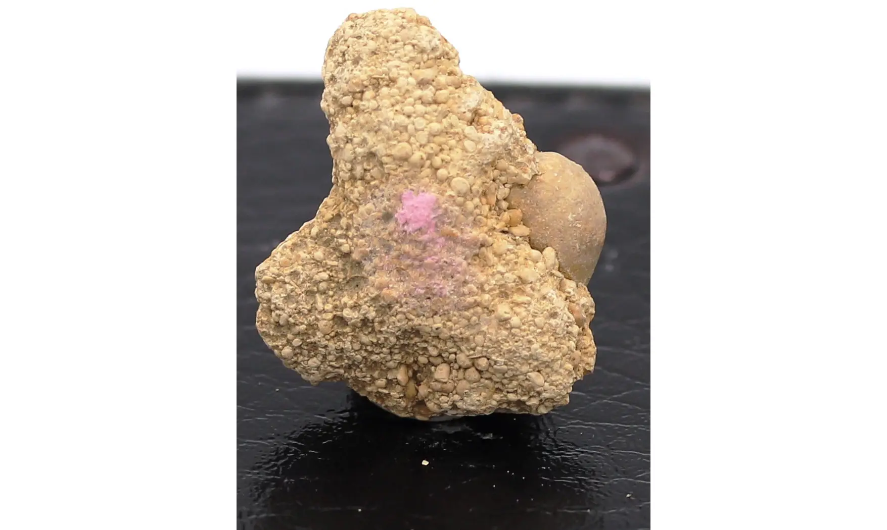 Nucleolites scutatus