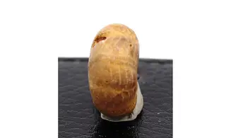 Phyllobrissus pulvinatus
