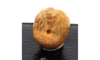 Phyllobrissus pulvinatus