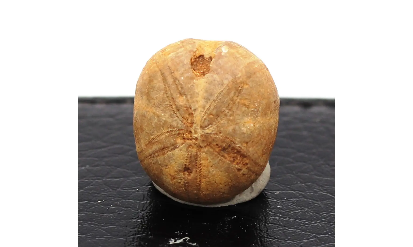 Phyllobrissus pulvinatus