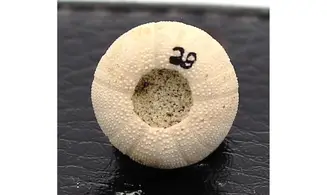 Discoidea subuculus