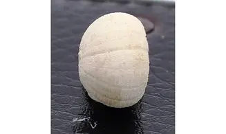 Discoidea subuculus