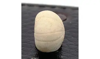 Discoidea subuculus
