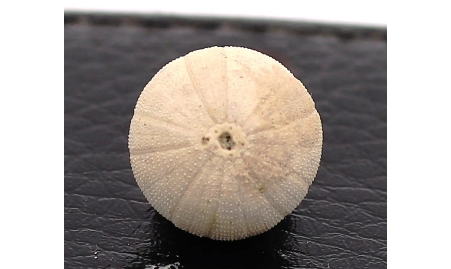 Discoidea subuculus