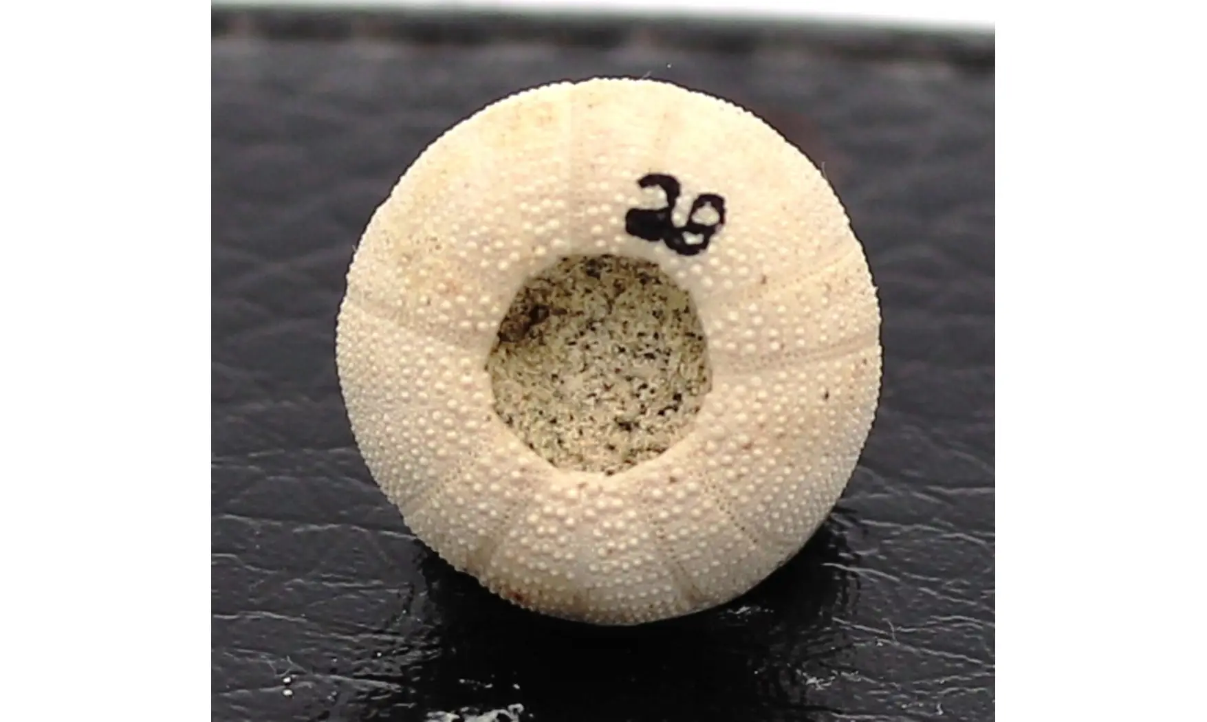 Discoidea subuculus