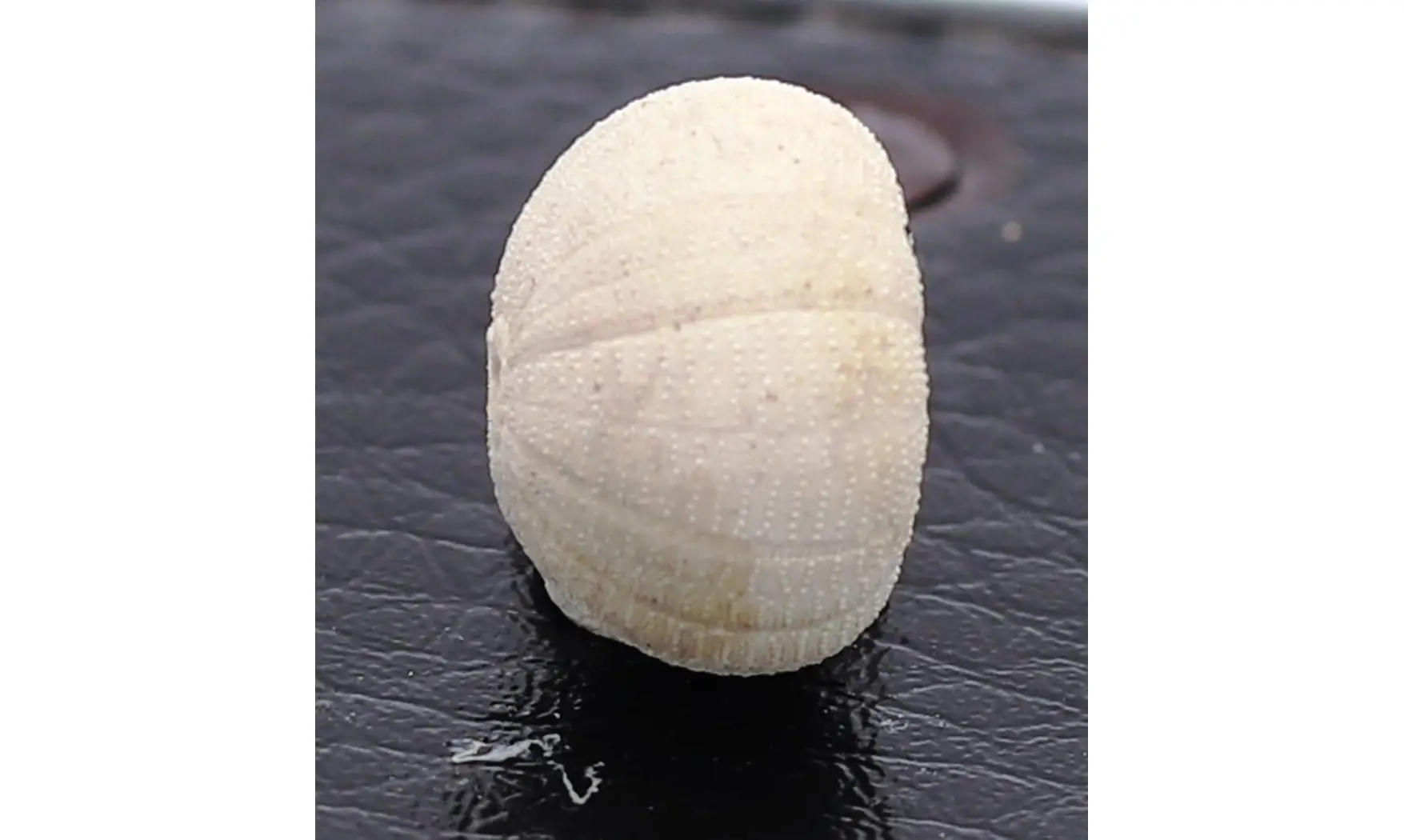 Discoidea subuculus