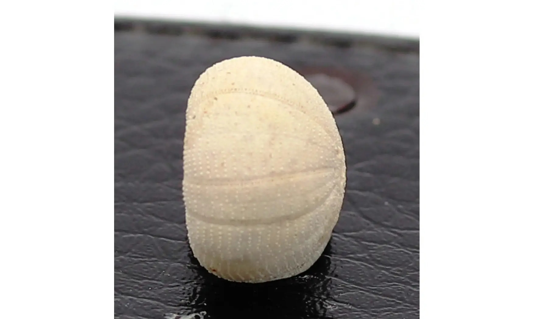 Discoidea subuculus