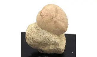 Holaster carinatus