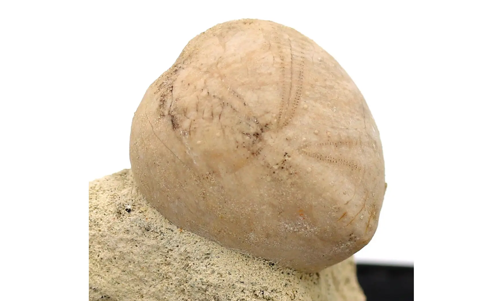 Holaster carinatus