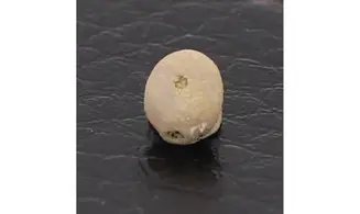 Caratomus rostratus
