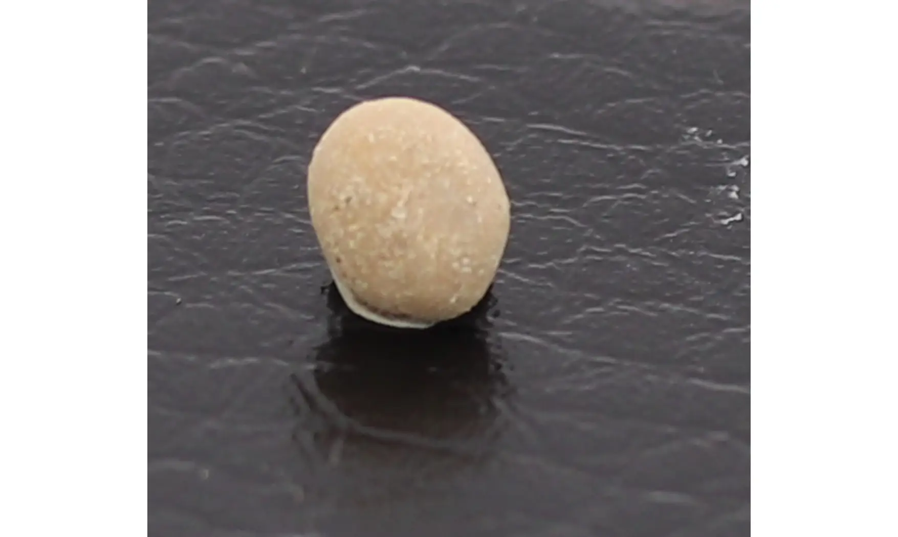 Caratomus rostratus