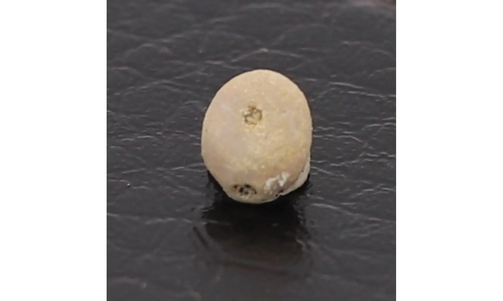 Caratomus rostratus