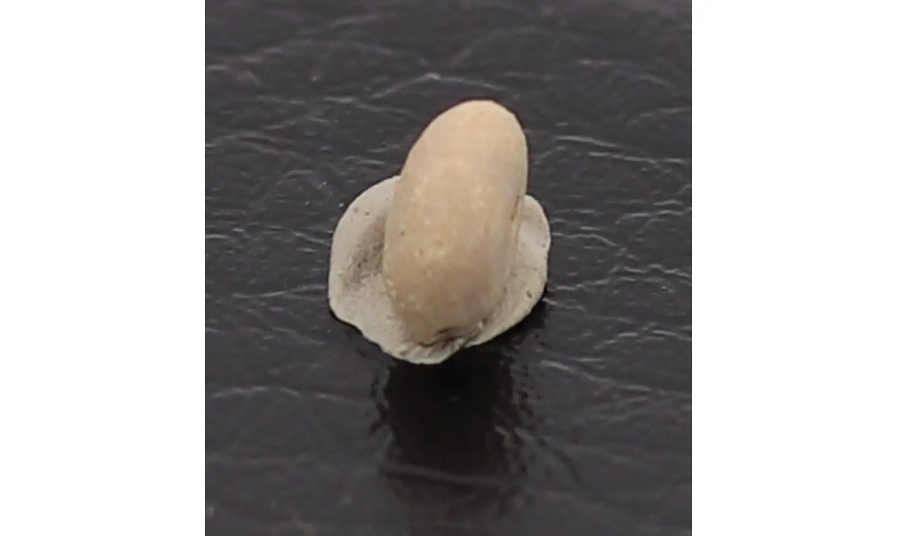 Caratomus rostratus