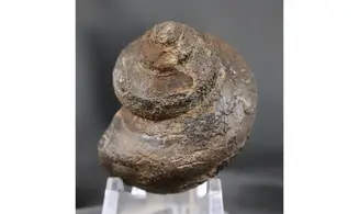 Ananias weyeri