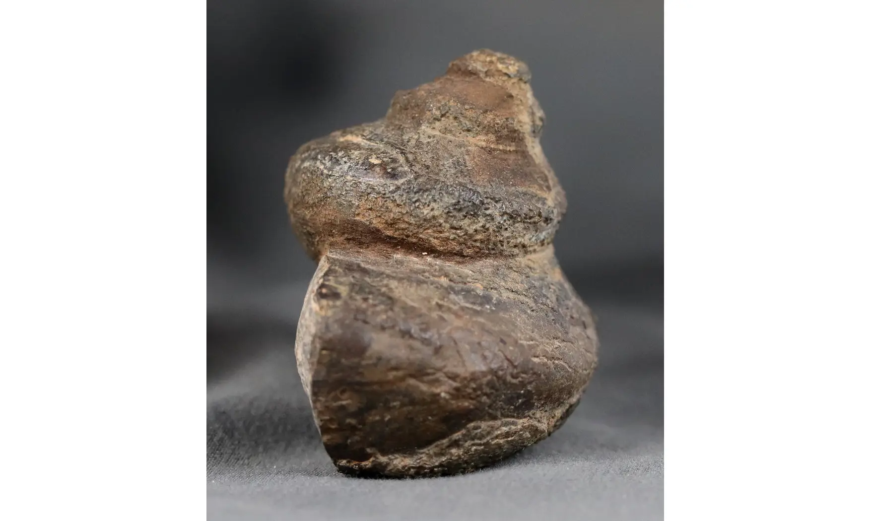Ananias weyeri
