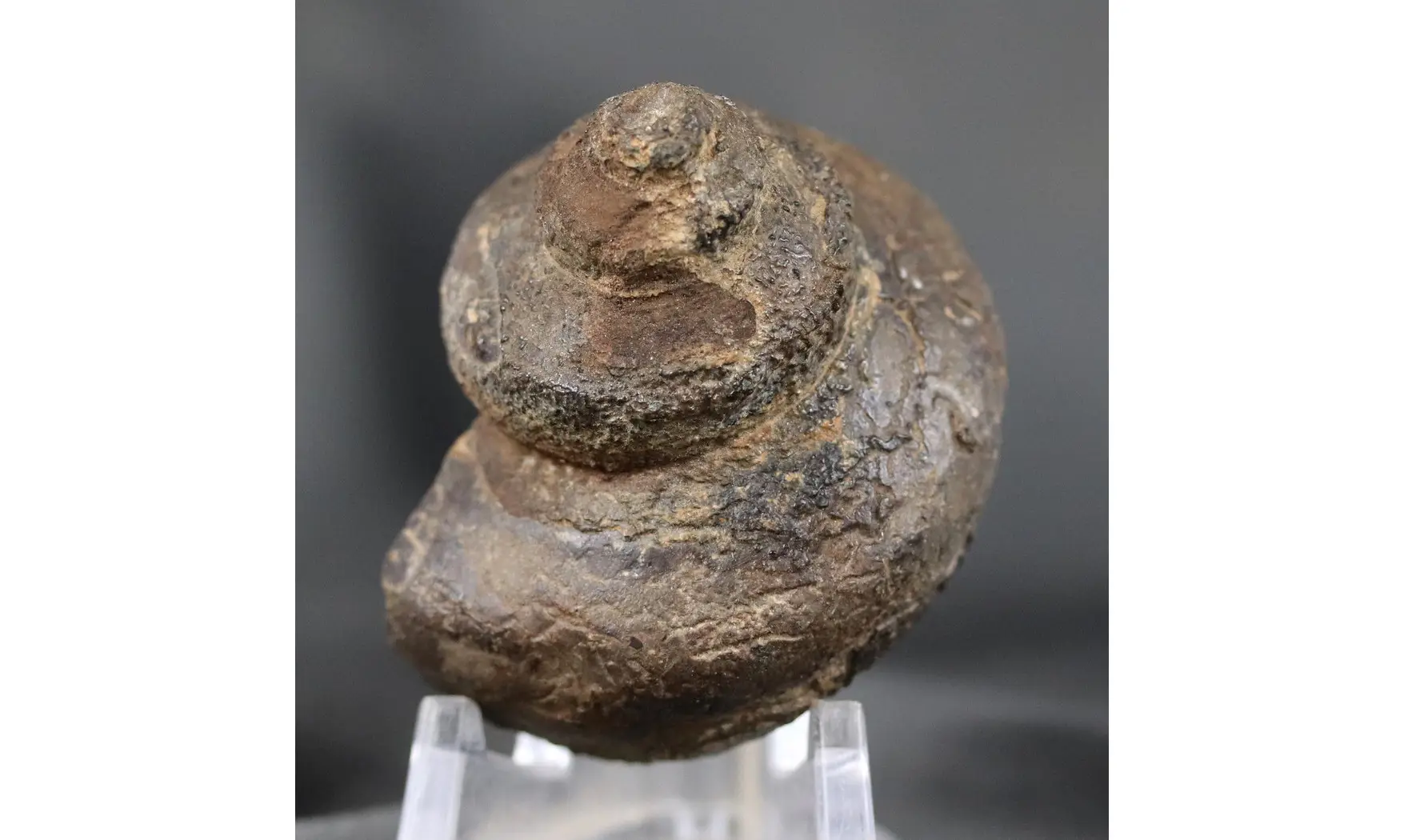 Ananias weyeri