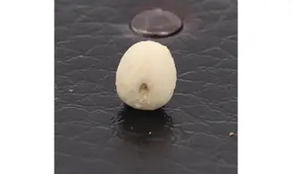 Nucleopygus similis