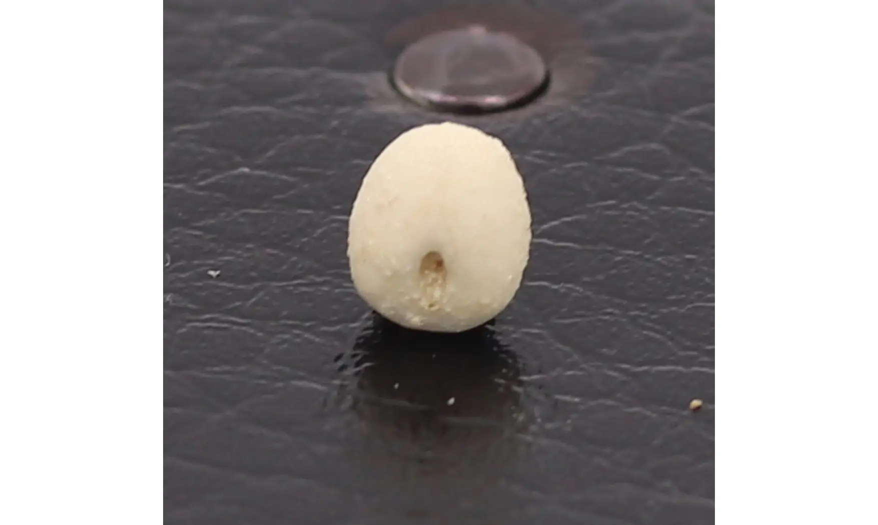 Nucleopygus similis