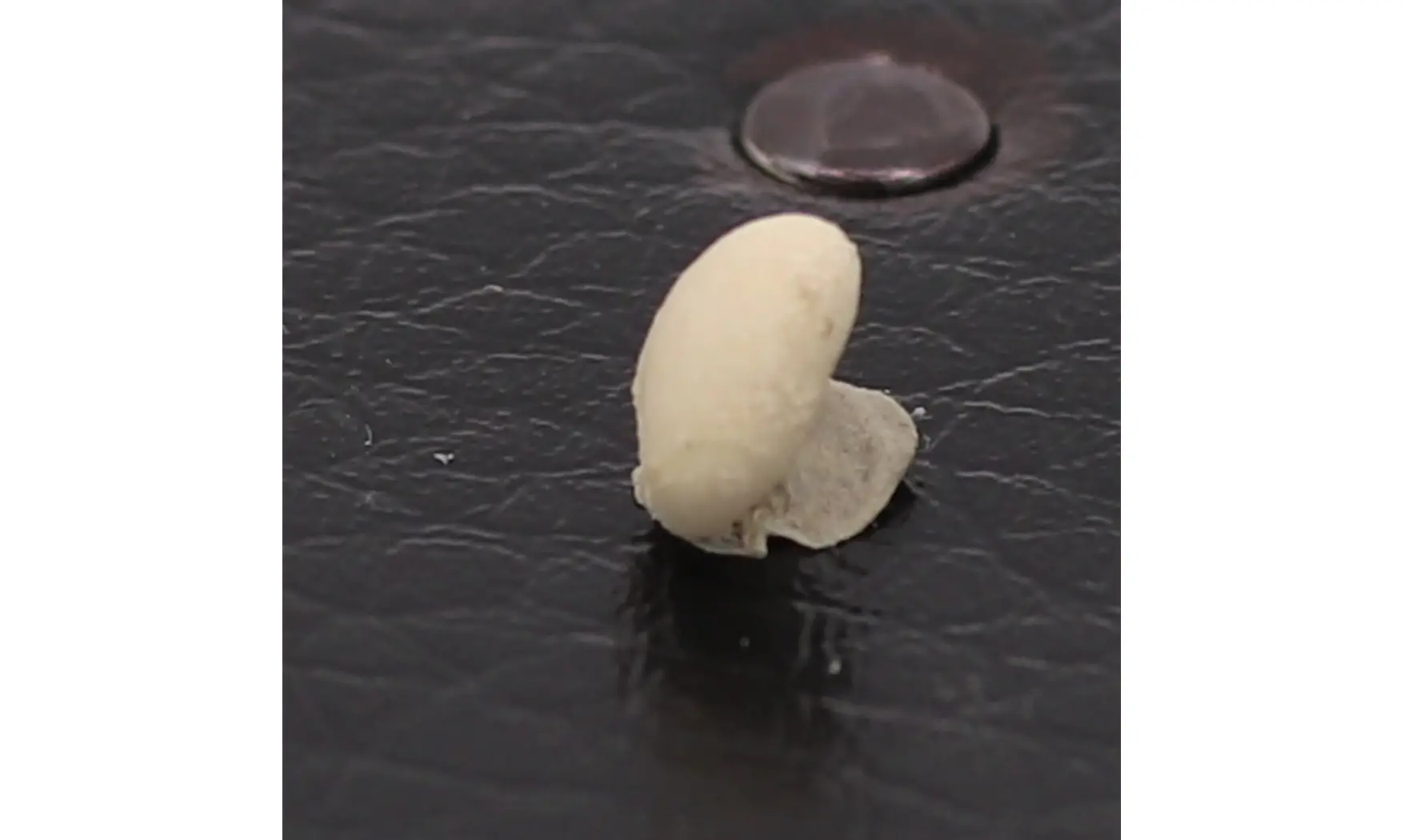 Nucleopygus similis