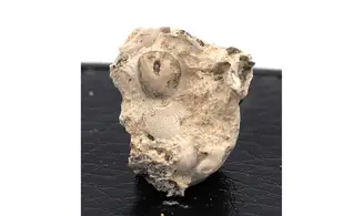 Nucleopygus similis