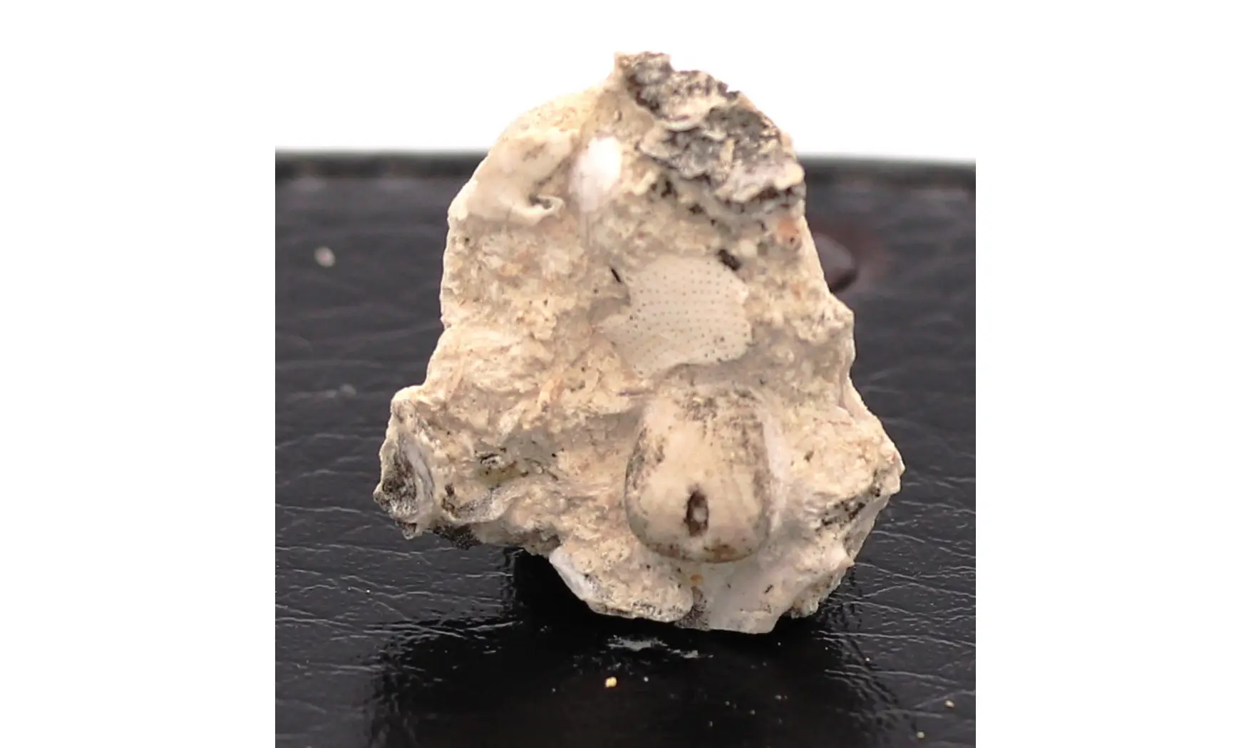 Nucleopygus similis