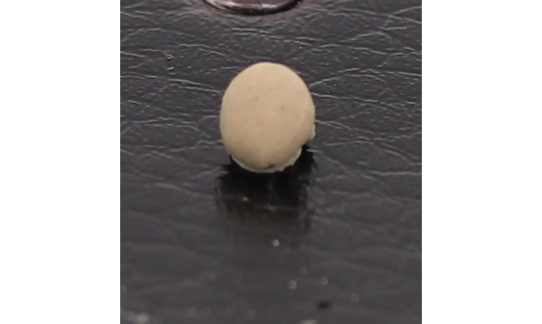 Caratomus rostratus