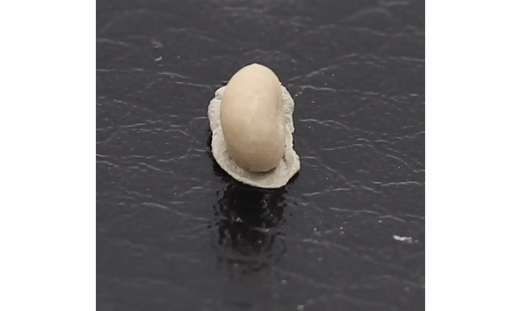 Caratomus rostratus