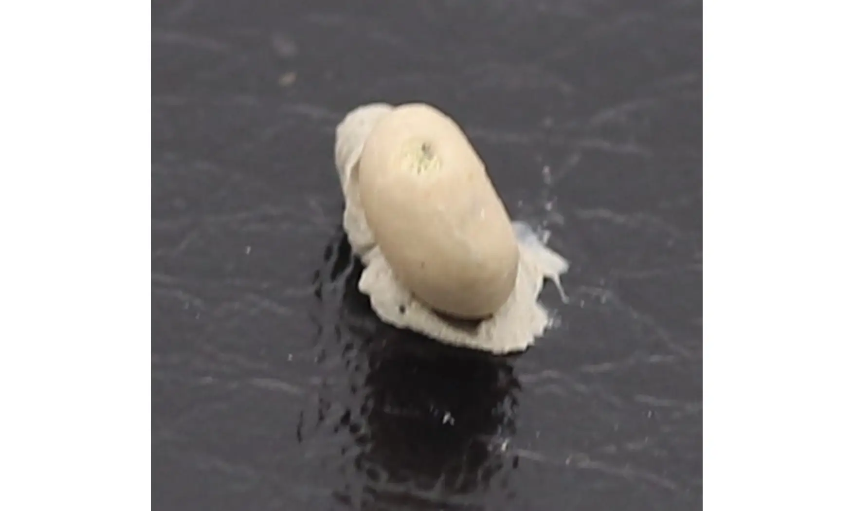 Caratomus rostratus