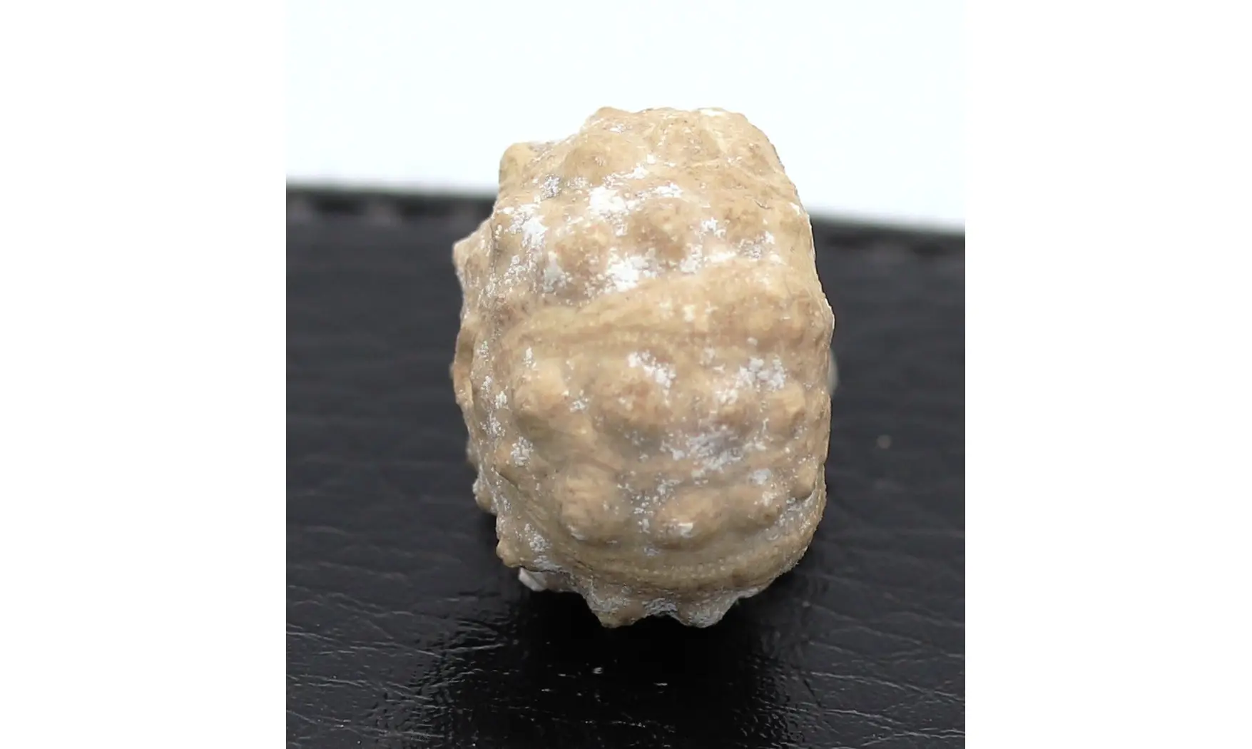 Hemicidaris crenularis