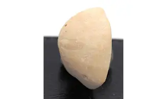 Cassidulus gouldii