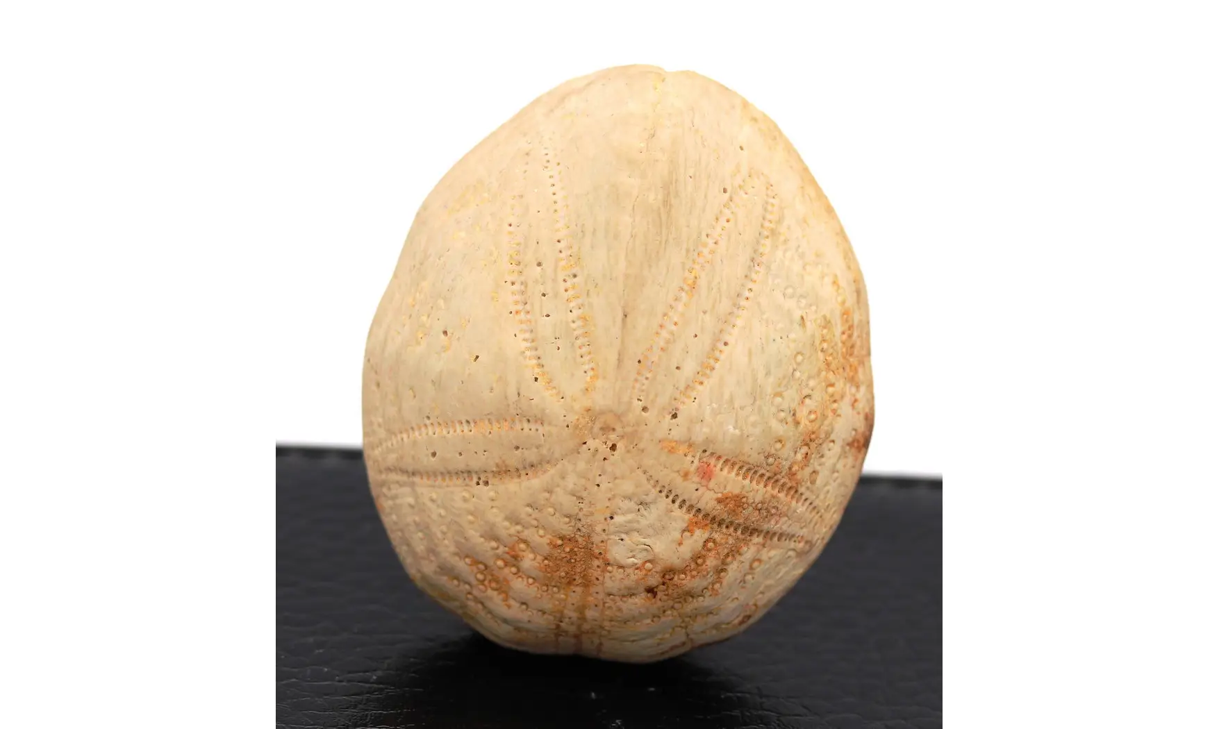 Eupatagus antillarum (Cotteau)