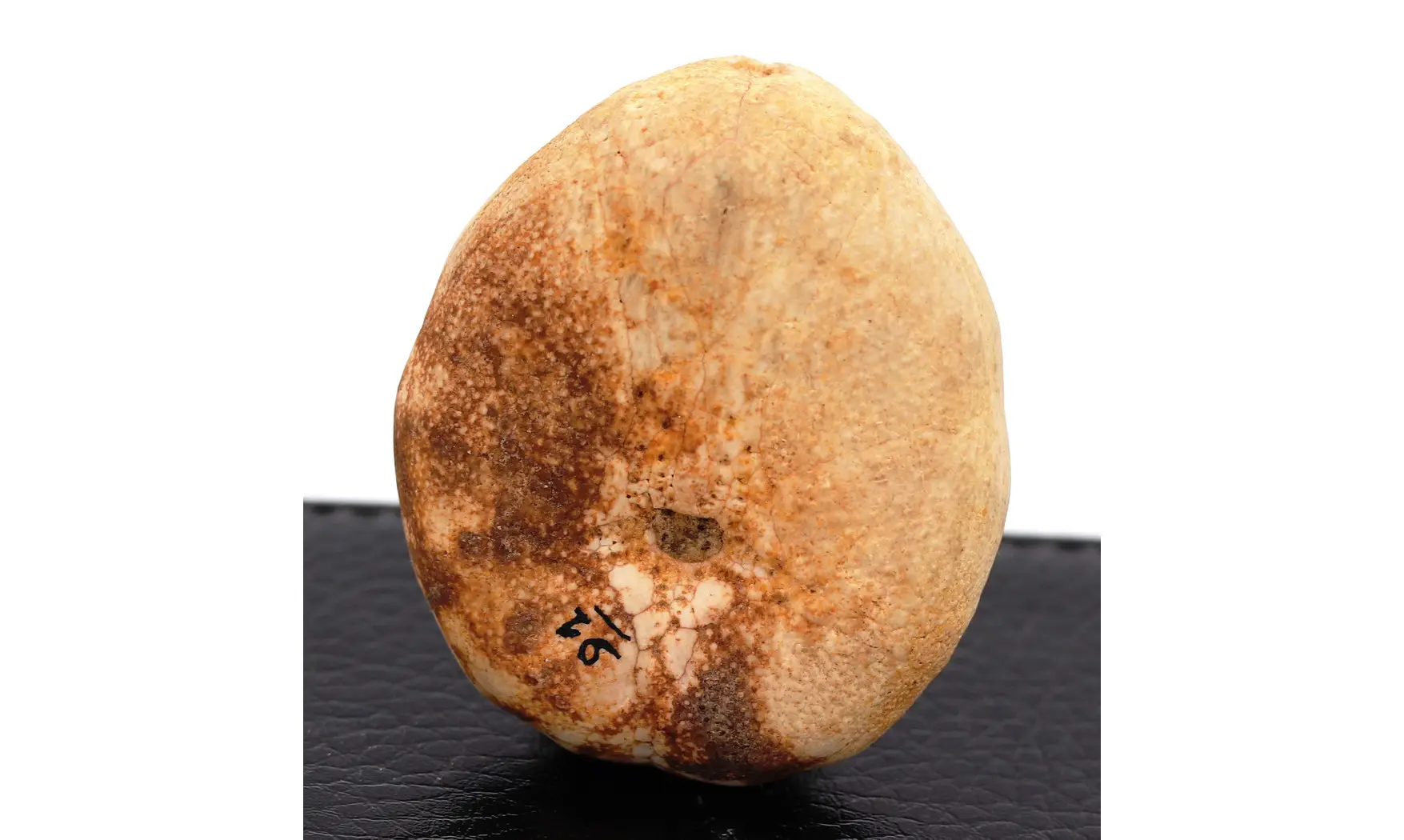 Eupatagus antillarum (Cotteau)