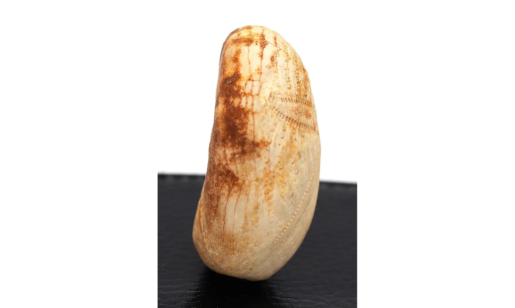 Eupatagus antillarum (Cotteau)